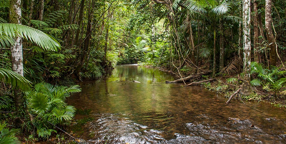 Lacey's Creek