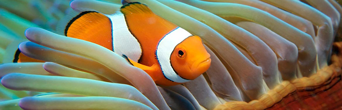 Nemo Great Barrier Reef