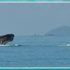 Whale watching Mission Beach Charters